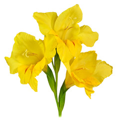 gladiolus yellow 1