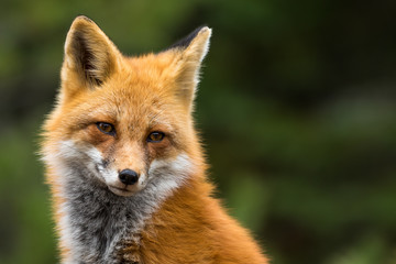 Red Fox - Vulpes vulpes, close-up portrait with bokeh of pine trees in the background.