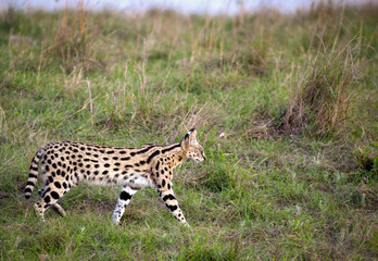 Beautiful serval cat stalking prey in grass at dusk in Kenya's Masai Mara National Park