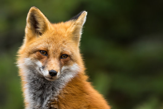 Red Fox - Vulpes vulpes, close-up portrait with bokeh of pine trees in the background.