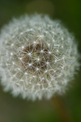 Fluffy dandelion close up