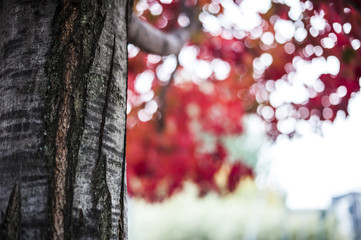 foglie rosso d'autunno nel parco