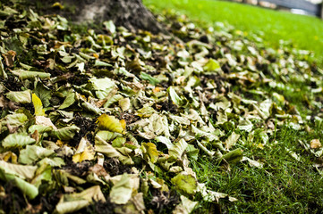 foglie d'autunno nel parco