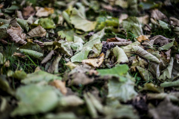 foglie d'autunno nel parco