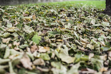 foglie d'autunno nel parco