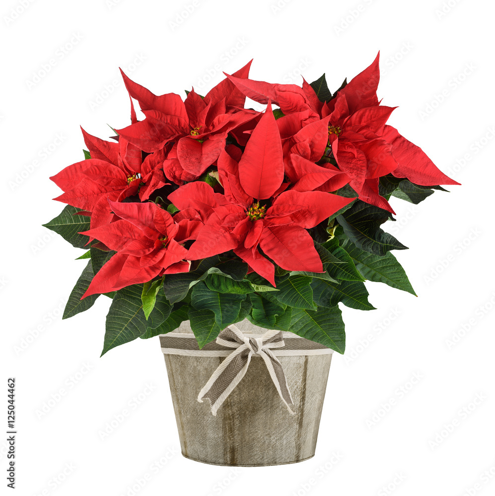 Poster poinsettia plant