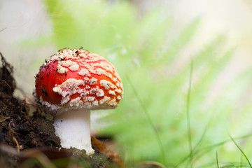 Landscape with mushrooms