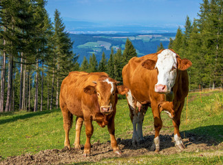 Fototapeta na wymiar Kuh mit Kalb auf der Weide, Wiese