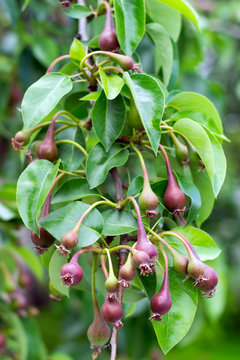 pear fruits on the branch