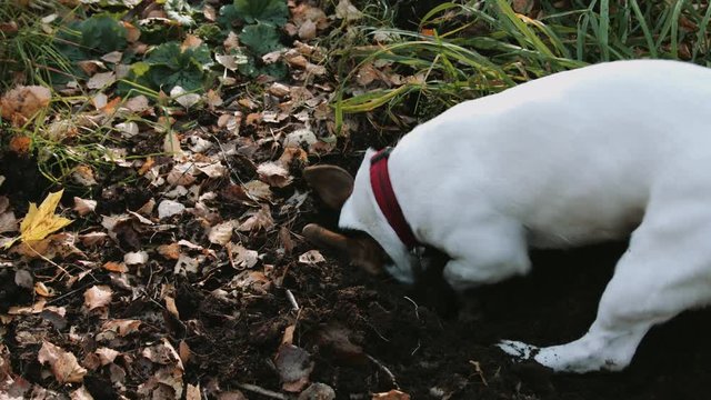 Dog breed Jack Russell Terrier playing in the Park and digging holes