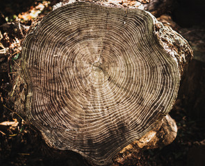 Stack of tree stump for background