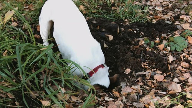 Dog breed Jack Russell Terrier playing in the Park and digging holes