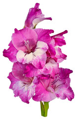 gladiolus purple 1