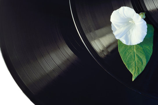 flower vinyl music disk