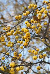 Yellow autumn apples on a naked tree
