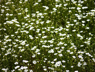 White flowers of Stellaria holostea