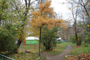Orange tree