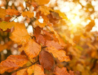 Yellow leaves on the tree.
