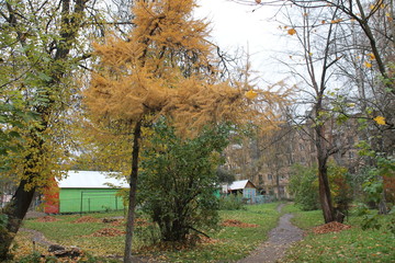Orange tree