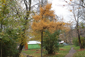 Orange tree