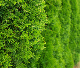 Green Hedge of Thuja Trees