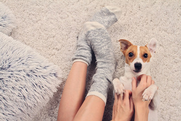 Woman wearing cozy warm wool socks relaxing at home, playing with dog, jack Russel terrier,top view. Soft, comfy lifestyle. - obrazy, fototapety, plakaty