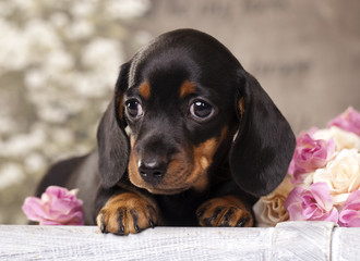  puppy dachshund
