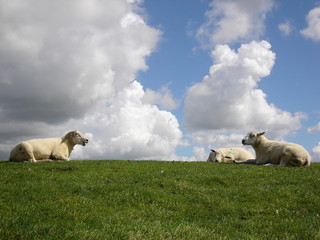 Sheep gathering on a dyke in NL.