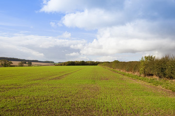 young wheat in autumn