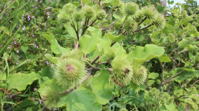 prickles of burdock sway in the wind
