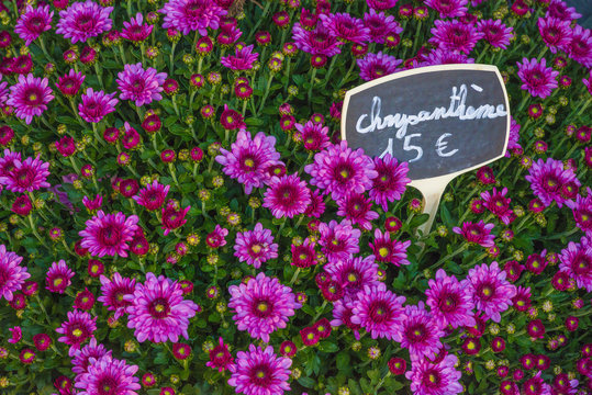 Chrysanth&egrave;me