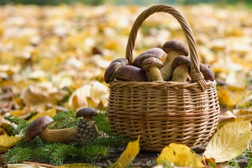 Wicker basket full of wild mushrooms lying in fallen autumn leaves. Autumn color tones. 