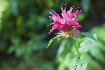 Red Monarda (Monarda didyma) flower closeup