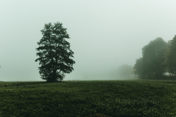 Fototapeta premium Nebel am morgen