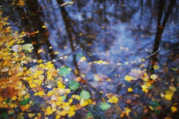 Fallen autumn leaves floating on a dark pond
