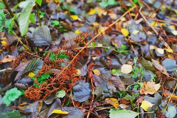 Dried leaf of a fern on a background of colorful autumn leaves, closeup. Blurred focus, top view.