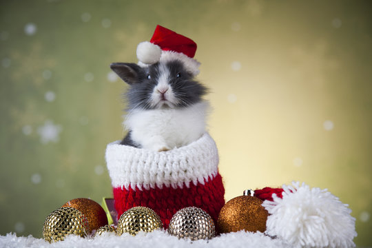 Little santa bunny on Christmas background