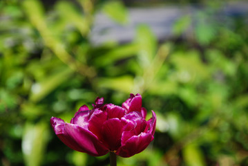 Purple tulip closeup
