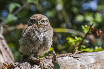 Steinkauz (Athene noctua)