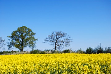 Trees by yellow field