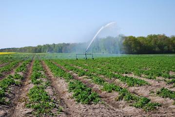 Irrigating strawberry plants