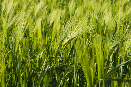 close up of fresh green barley