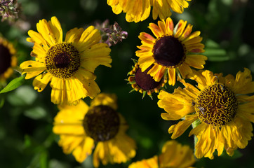 Mehrere Sonnenblumen in einem Gartenbeet