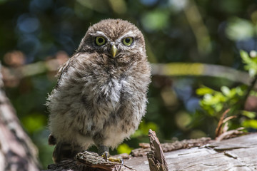 Steinkauz (Athene noctua)