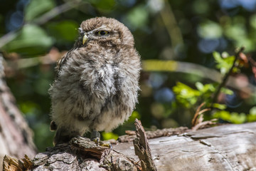 Steinkauz (Athene noctua)