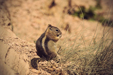 Golden-mantled ground Squirrel in Bryce Canyon National Park, Vintage filtered style