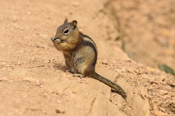 Naklejka na ściany i meble Golden-mantled ground Squirrel in Bryce Canyon National Park