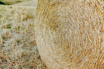 Round straw bales in harvested fields and blue sky