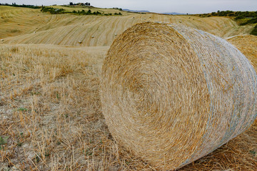 Round straw bales in harvested fields and blue sky
