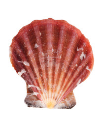 Shell isolated